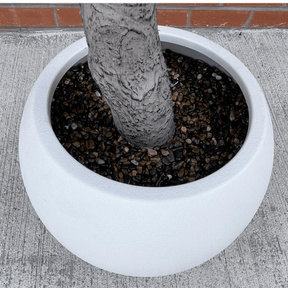 Stunning 260cm XXL Cherry Blossom Tree with Elegant Decorative Planter - plants - express.com