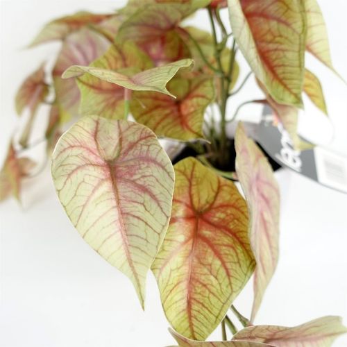 Stunning 30cm Pink Caladium Artificial Plant in White Decorative Pot - plants - express.com