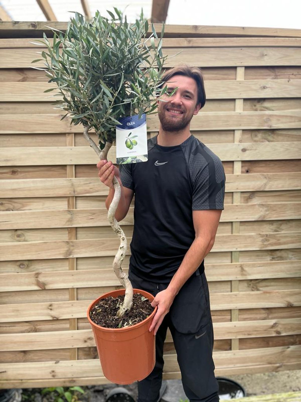 Stunning 4 - 5ft Twisted Stem Olive Tree | Hardy Evergreen for Chic Spaces - plants - express.com