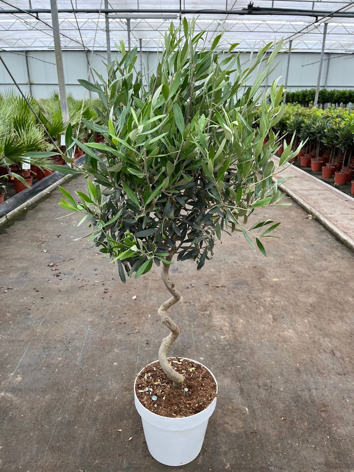 Stunning 4 - 5ft Twisted Stem Olive Tree | Hardy Evergreen for Chic Spaces - plants - express.com