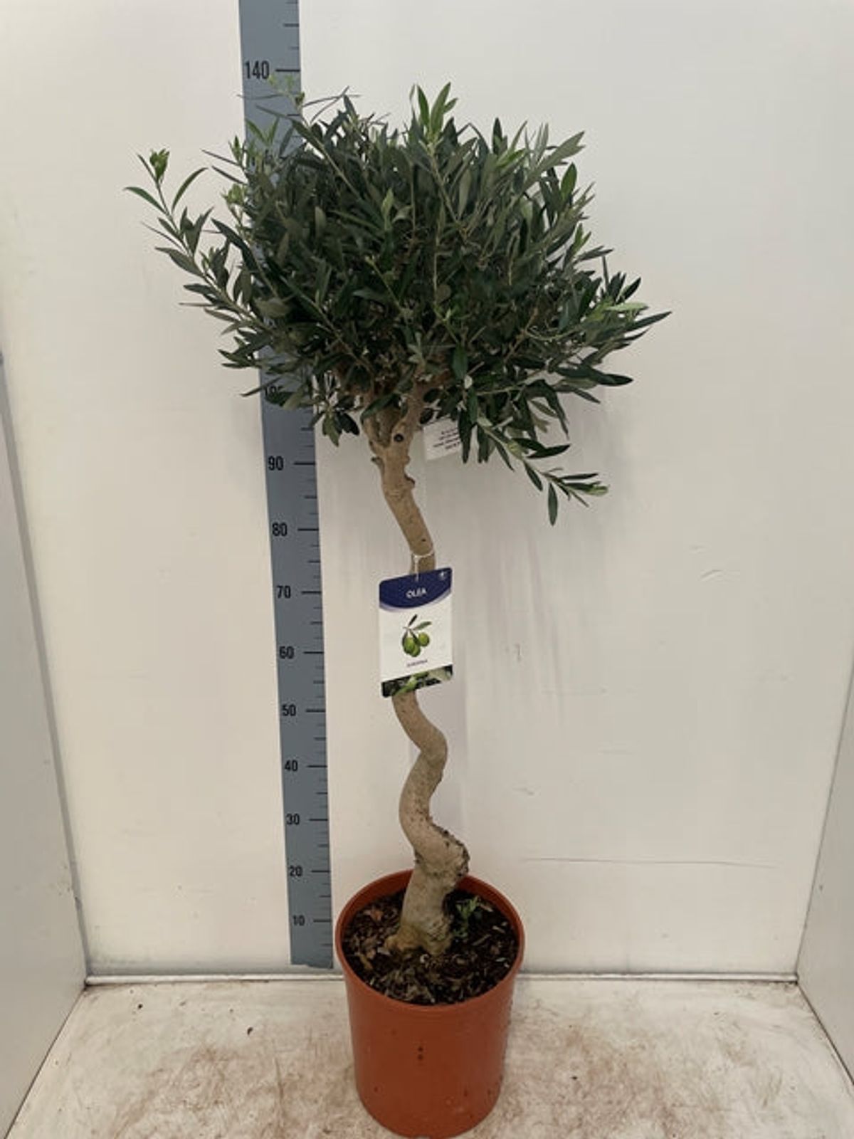 Stunning 4 - 5ft Twisted Stem Olive Tree | Hardy Evergreen for Chic Spaces - plants - express.com