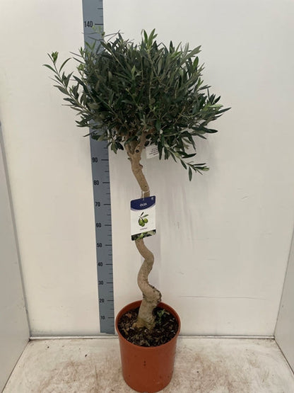 Stunning 4 - 5ft Twisted Stem Olive Tree | Hardy Evergreen for Chic Spaces - plants - express.com