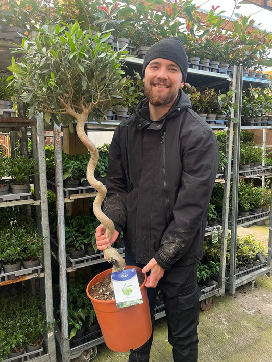 Stunning 4 - 5ft Twisted Stem Olive Tree | Hardy Evergreen for Chic Spaces - plants - express.com