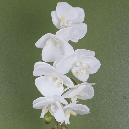 Stunning 46cm Realistic White Orchid in Elegant Silver Decorative Pot - plants - express.com