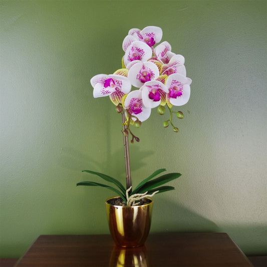 Stunning 48cm Harlequin Orchid - Pink Blooms in Elegant Gold Pot - plants - express.com