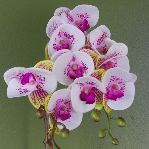 Stunning 48cm Harlequin Orchid - Pink Blooms in Elegant Gold Pot - plants - express.com