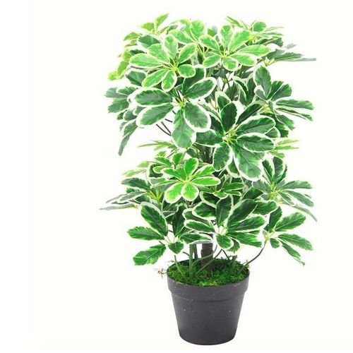 Stunning 55cm Variegated Artificial Schefflera - Lifelike Green Elegance - plants - express.com