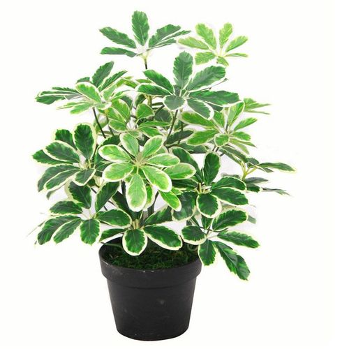 Stunning 55cm Variegated Artificial Umbrella Plant - Lifelike Foliage & Customizable! - plants - express.com