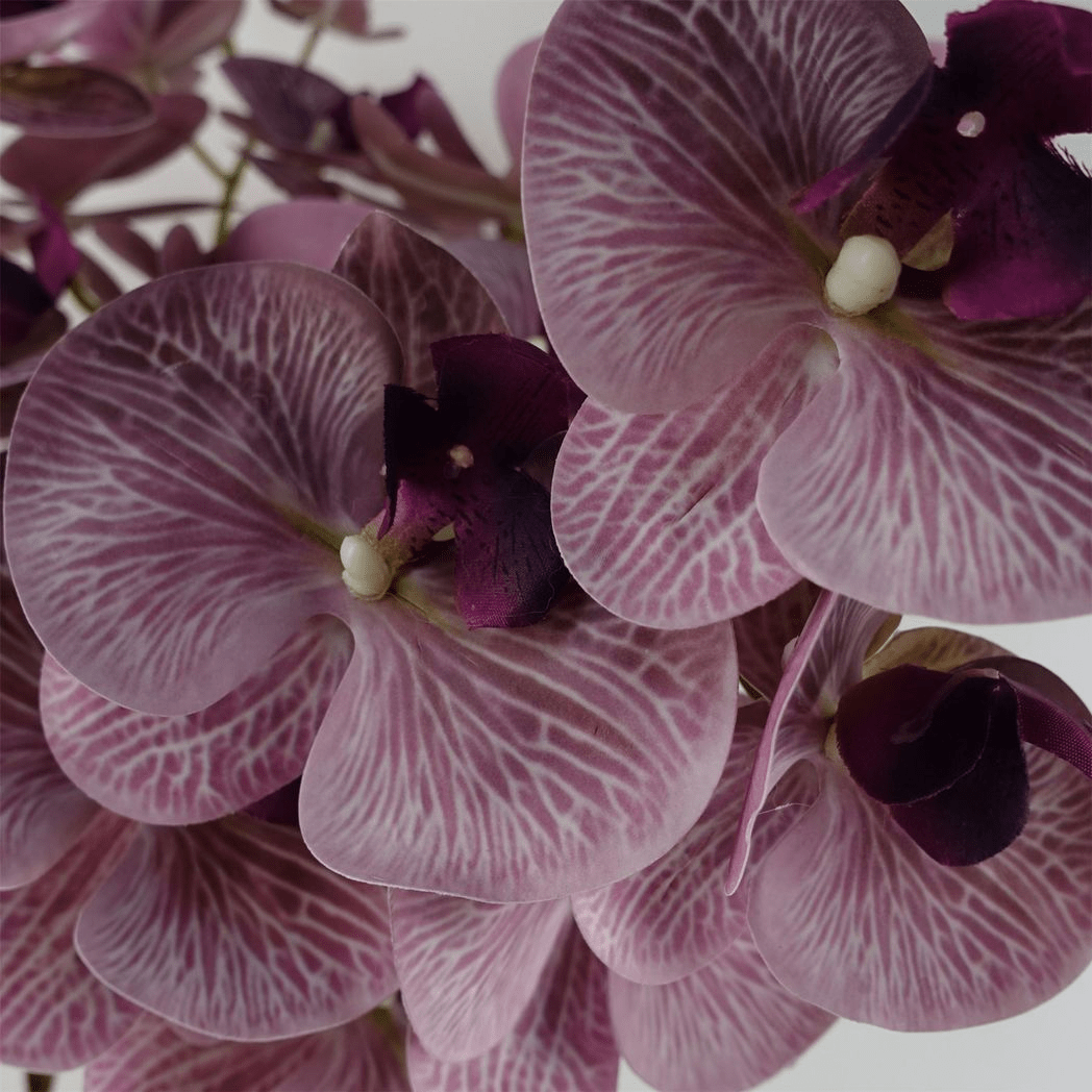 Stunning 6 - Pack Purple Phalaenopsis Orchid Stems - 42 Realistic Flowers! - plants - express.com