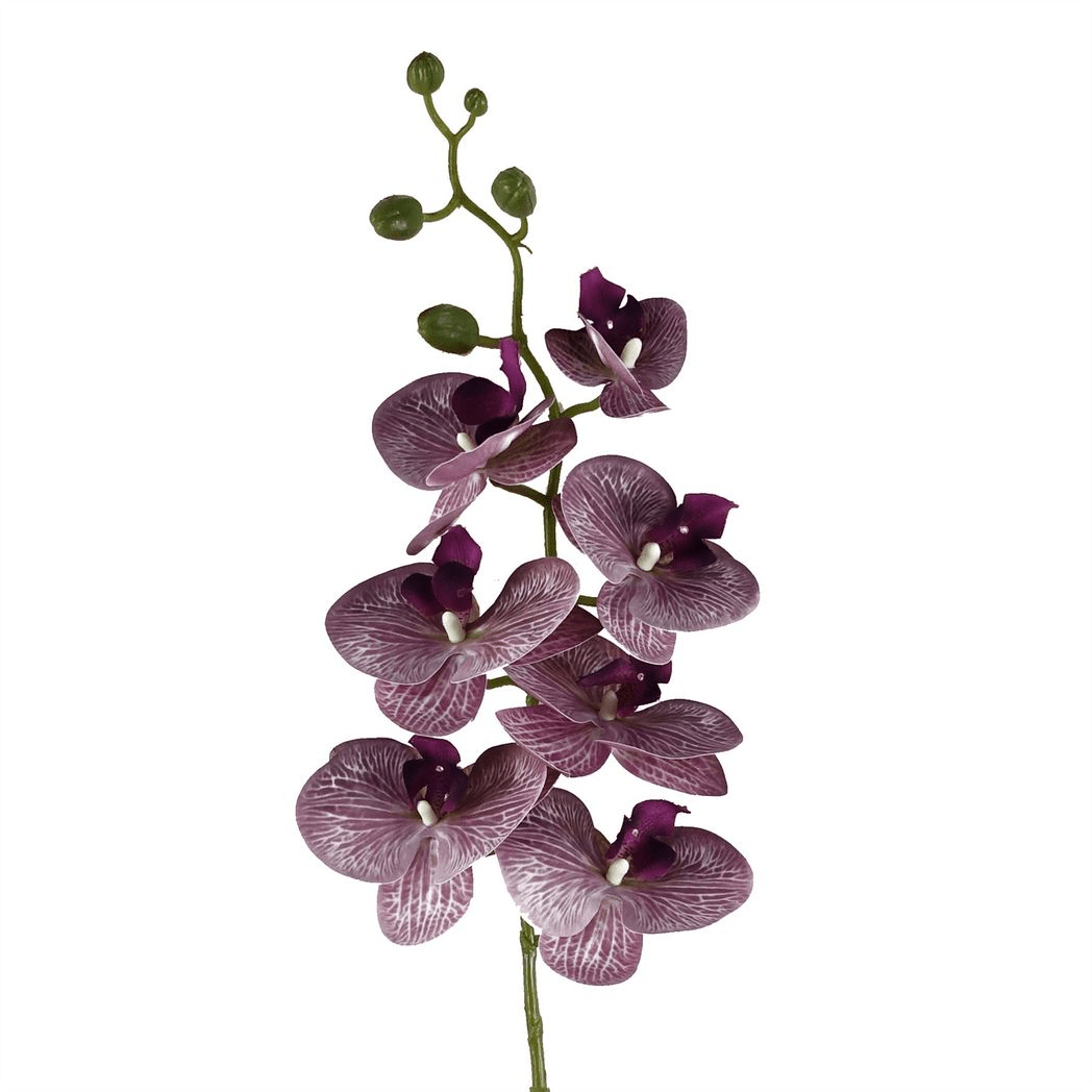 Stunning 6 - Pack Purple Phalaenopsis Orchid Stems - 42 Realistic Flowers! - plants - express.com