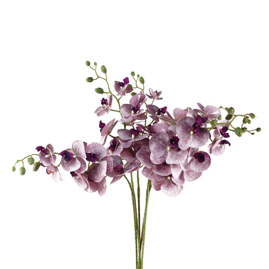 Stunning 6 - Pack Purple Phalaenopsis Orchid Stems - 42 Realistic Flowers! - plants - express.com