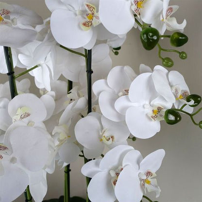 Stunning 60cm Orchid in Elegant White Marble Ceramic Planter - Botanik - plants - express.com