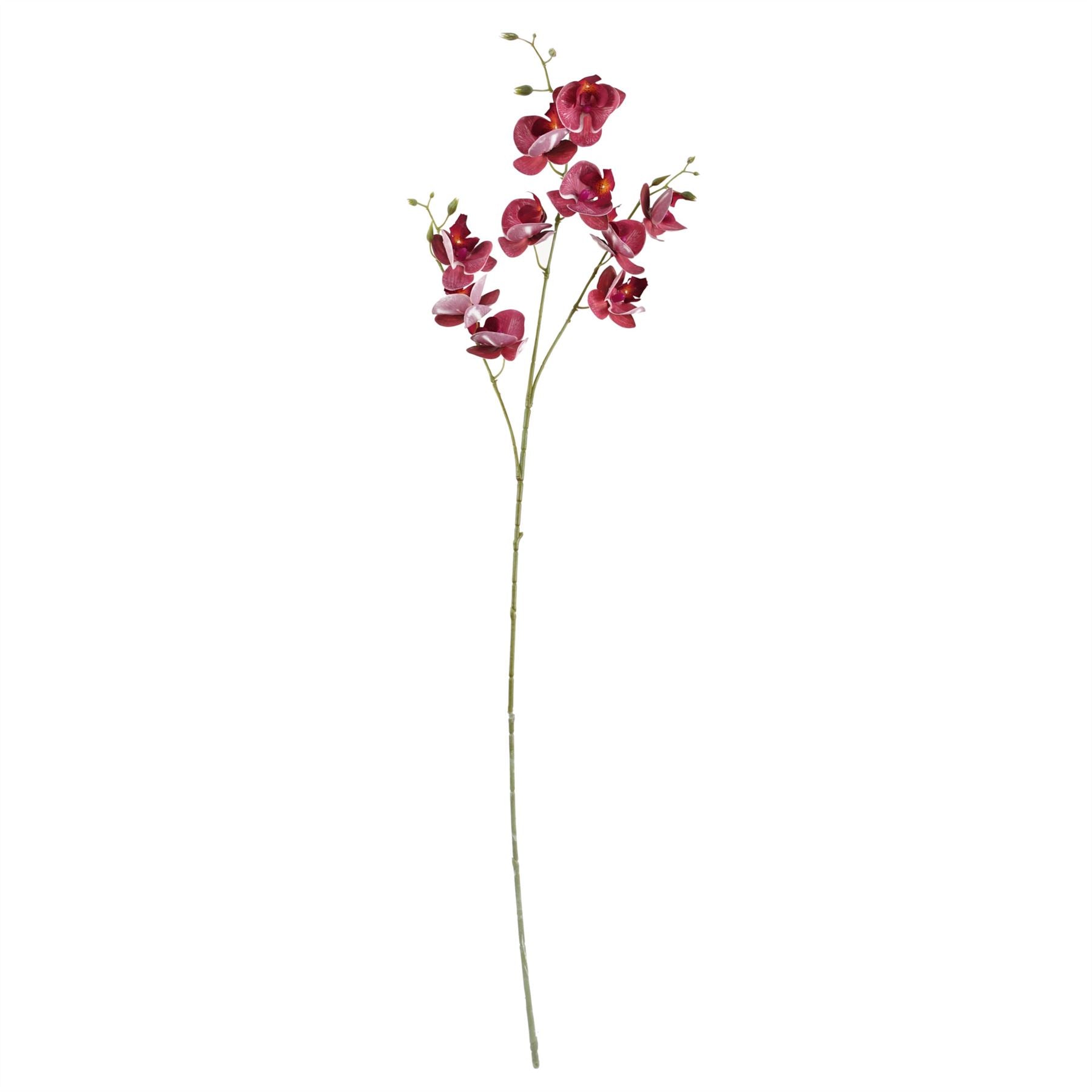 Stunning 65cm Wild Orchid & Fern Arrangement in Elegant Glass Vase - plants - express.com