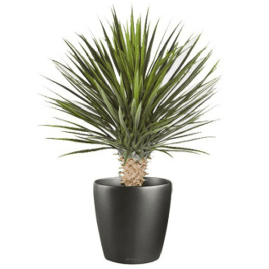 Stunning 75cm Artificial Dracaena Plant - Effortless Greenery for Any Space - plants - express.com