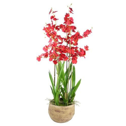 Stunning 90cm Red Oncidium Orchid in Elegant Stoneware Planter - plants - express.com