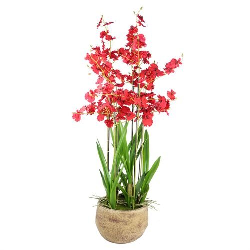 Stunning 90cm Red Oncidium Orchid in Elegant Stoneware Planter - plants - express.com