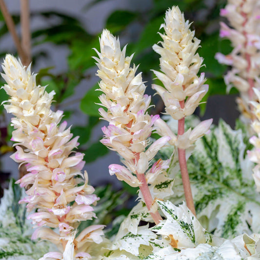 Stunning Acanthus mollis 'White Water' – 2L Pot, Perfect for Sunny Borders! - plants - express.com