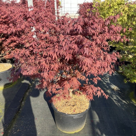 Stunning Acer palmatum 'Atropurpureum' - 170cm Japanese Maple, Year - Round Beauty! - plants - express.com