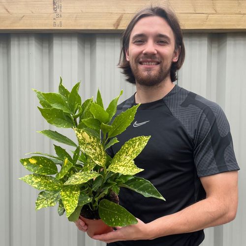 Stunning Aucuba Japonica - Spotted Laurel 1.5L | Multibuy Savings Available! - plants - express.com