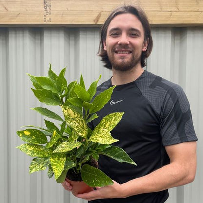 Stunning Aucuba Japonica - Spotted Laurel 1.5L | Multibuy Savings Available! - plants - express.com