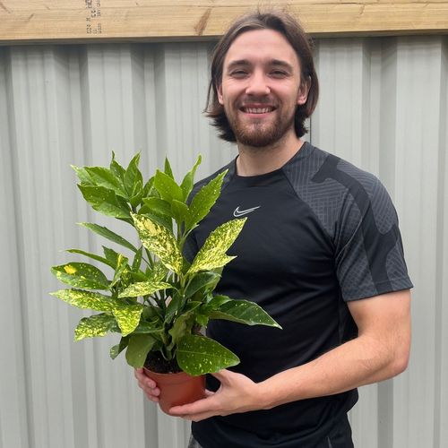 Stunning Aucuba Japonica - Spotted Laurel 1.5L | Multibuy Savings Available! - plants - express.com