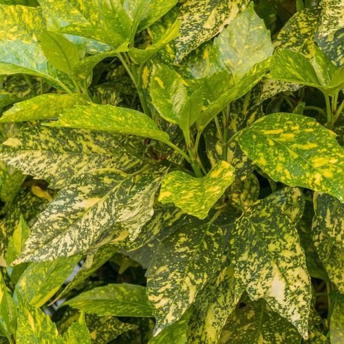 Stunning Aucuba Japonica - Spotted Laurel 1.5L | Multibuy Savings Available! - plants - express.com