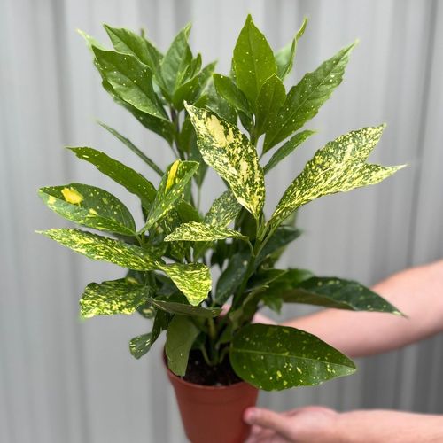 Stunning Aucuba Japonica - Spotted Laurel 1.5L | Multibuy Savings Available! - plants - express.com