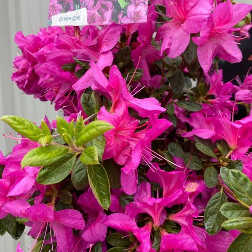 Stunning Evergreen Azalea 'Koningstein' - 3L Blooming Beauty! - plants - express.com