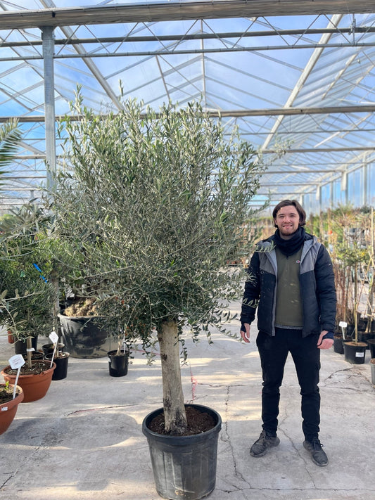 Stunning Olive Tree - 1.7 - 1.8m, Low Maintenance, Buy 2 for 10% Off! - plants - express.com