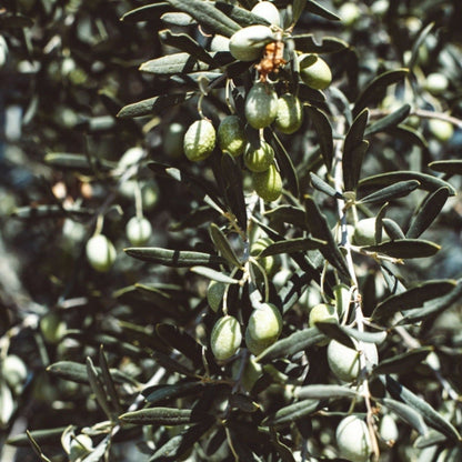 Stunning Olive Tree - 1.7 - 1.8m, Low Maintenance, Buy 2 for 10% Off! - plants - express.com