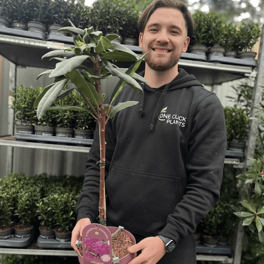 Stunning Patio Rhododendron 'Hercules' 80cm - Vibrant Pink Blooms! - plants - express.com