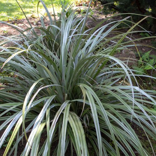 “Stunning Silver Spear Astelia Chathamica – Architectural Plant for Borders & Containers” - plants - express.com