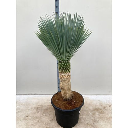 Stunning Yucca rostrata 'Blue Swan' – 170cm Tropical Elegance in 65L Pot - plants - express.com