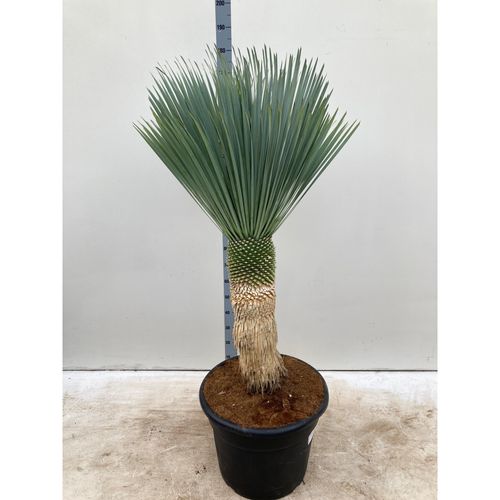 Stunning Yucca rostrata 'Blue Swan' – 170cm Tropical Elegance in 65L Pot - plants - express.com