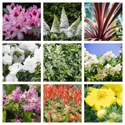 Sun - Loving Shrub Collection: 5 Beautiful Varieties for Vibrant Gardens - plants - express.com
