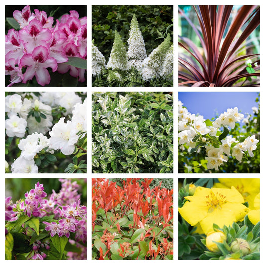 Sun - Loving Shrub Collection: 5 Beautiful Varieties for Vibrant Gardens - plants - express.com