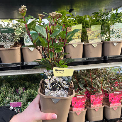Sun - Loving Shrub Collection: 5 Beautiful Varieties for Vibrant Gardens - plants - express.com