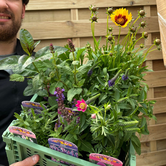 Surprise Mystery Plant Box: £45 Value for Just £25 - Unleash Garden Magic! - plants - express.com