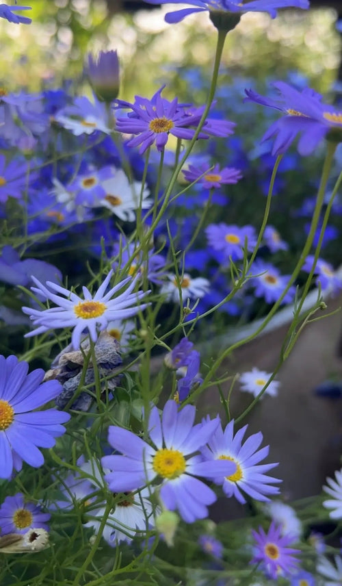 Swan River Daisies (Brachycome Mix) - plants - express.com