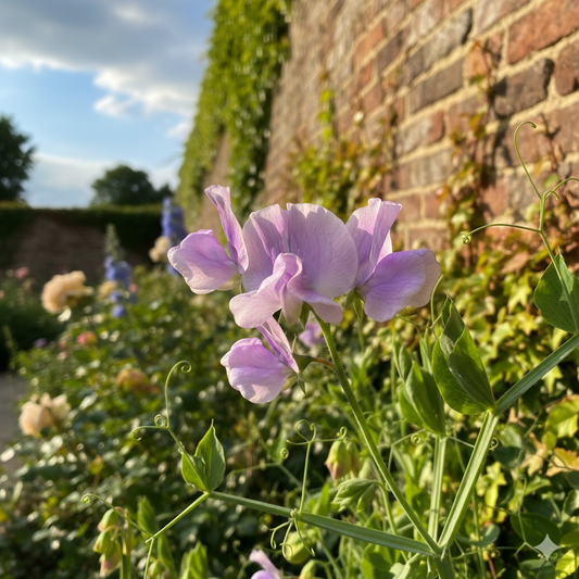 Sweet Pea Heaven Scent - plants - express.com