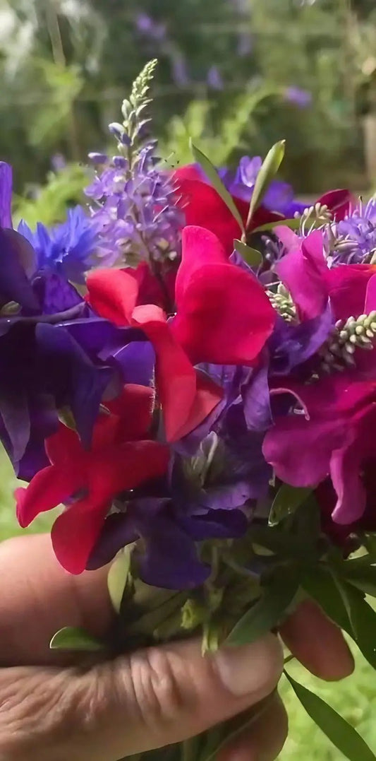 Sweet Pea Old Spice Starry Night - plants - express.com