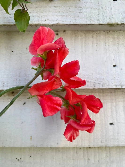 Sweet Pea Parfume Edith Flanagan - plants - express.com