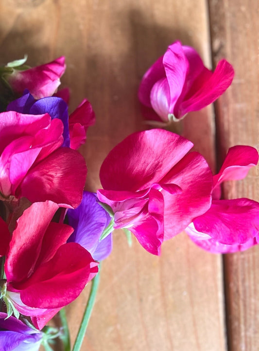 Sweet Pea Parfume Millennium - plants - express.com