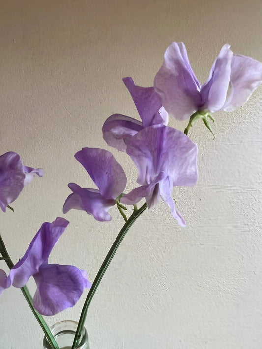 Sweet Pea Spencer Leamington - plants - express.com