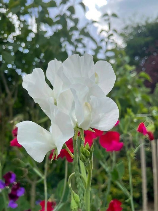 Sweet Pea Swan Lake - plants - express.com