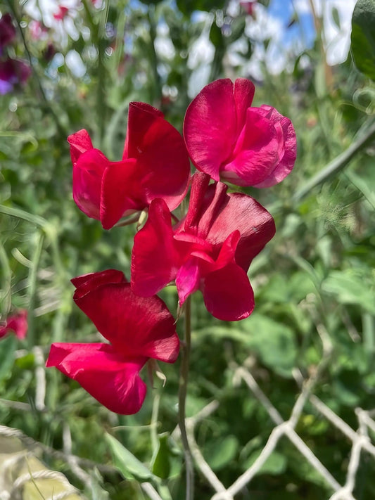 Sweet Pea Winston Churchill - plants - express.com