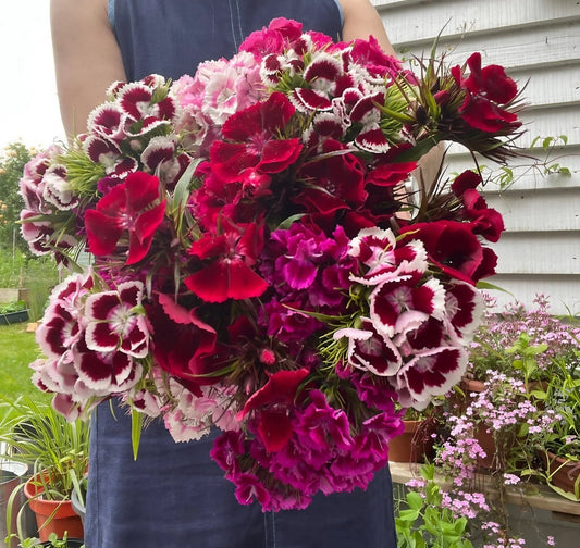 Sweet William Indian Carpet Mixed - plants - express.com