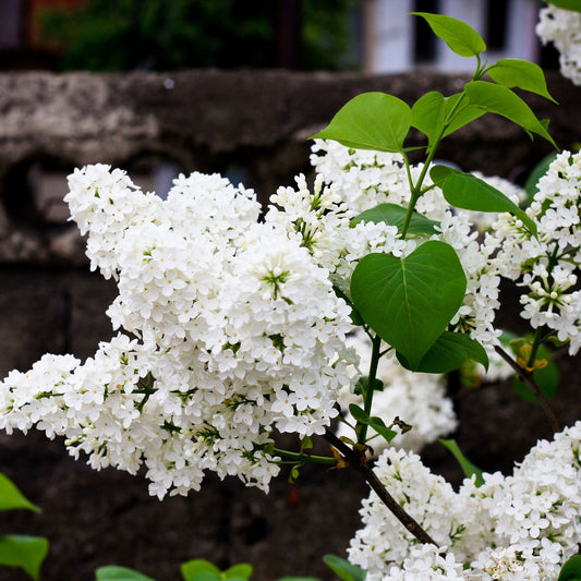 Syringa 'Flowerfesta White' Mini/Dwarf Lilac 4L - plants - express.com