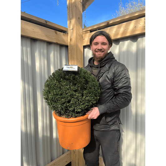Taxus Baccata Yew Ball Topiary – Evergreen, Shaped, 6–22L - plants - express.com