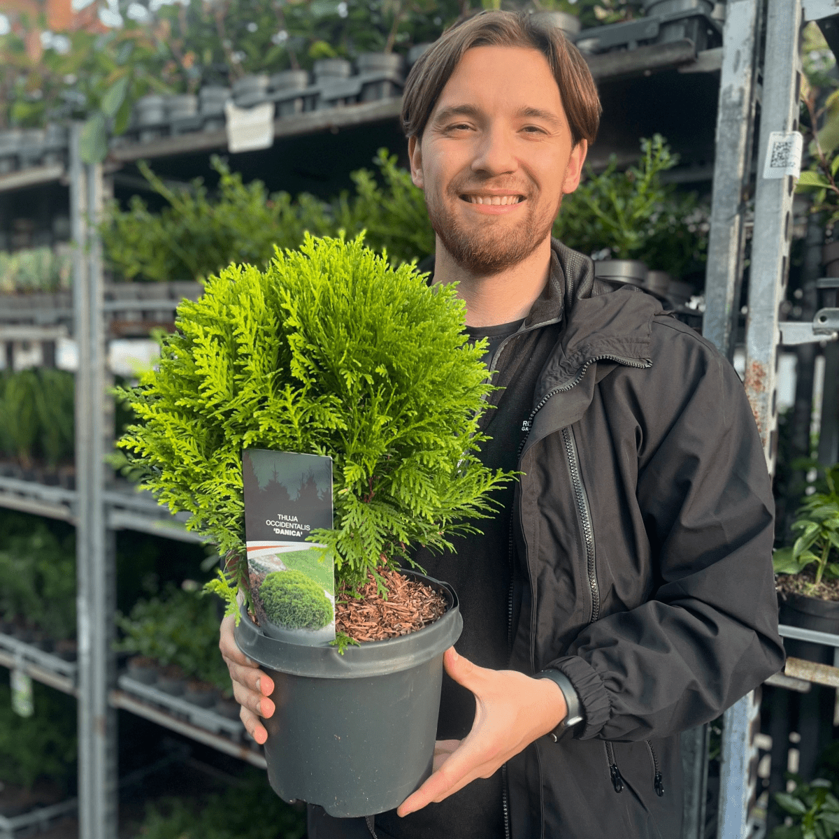 Thuja occidentalis 'Danica' 2L / 3L - plants - express.com